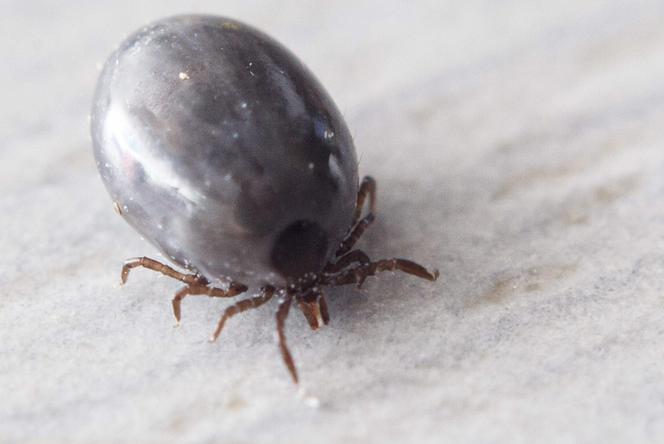 Uważaj! Egzotyczne kleszcze dotarły do Polski! Mogą być w lasach w okolicy Radomia? [WIDEO]