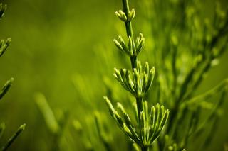 Te zioła mają cudowne właściwości! Rosną latem na Warmii i Mazurach [ZDJĘCIA]