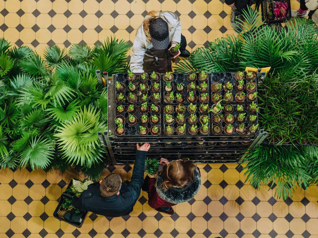 Największy targ roślin doniczkowych w Polsce po raz pierwszy w Zielonej Górze