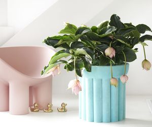 Medinilla wspaniała - Medinilla magnifica