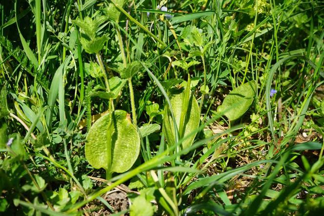 Niezwykłe odkrycie botaniczne pod Krosnem na Podkarpaciu! Ta roślina ma magiczną moc