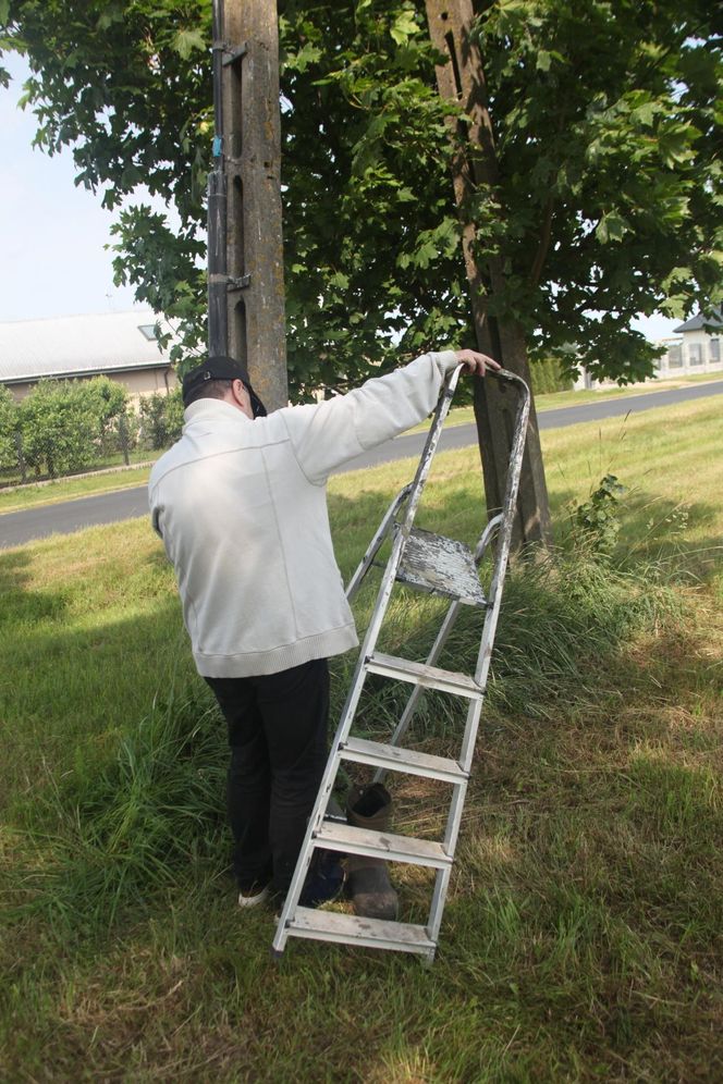Ratował boćka na słupie, spadł z drabiny