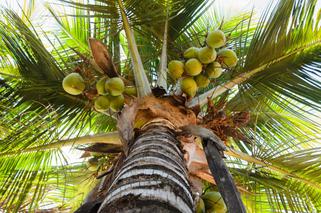 Palma kokosowa w domu - uprawa, pielęgnacja, wyhodowanie z kokosa