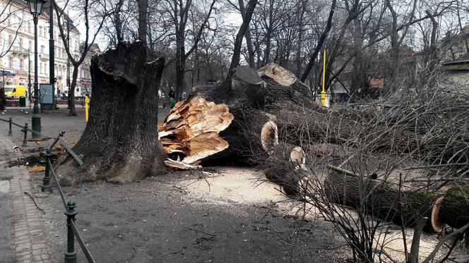 Ogromne drzewo powalone na Plantach [ZDJĘCIA]