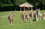 Afrykańskie lato w zoo safari w Czechach