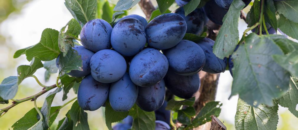 Owoce sezonowe w sierpniu