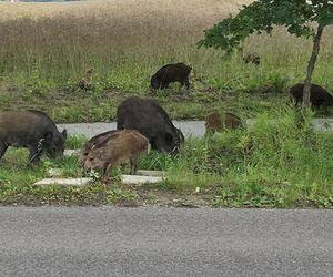 Dziki na trasie pod Olsztynem