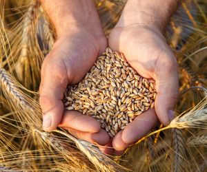 Sprzedaż zboża przynosi straty? Te dwa rozwiązania mogą zamienić je w zysk