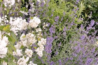 Pięć byliny zimujących w gruncie. Nie wymagają specjalnej pielęgnacji i pięknie zdobią ogród! Wideo #MuratorOgroduje!