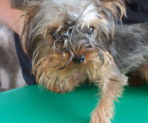 Nie żyje właścicielka pseudo hodowli w Bydgoszczy! 85 psów żyło w strasznych warunkach