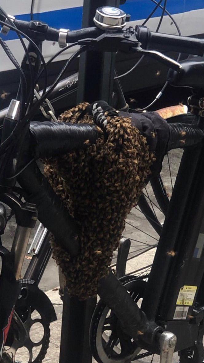 Pszczoły rowerzystki