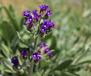 Farbownik lekarski - Anchusa officinalis