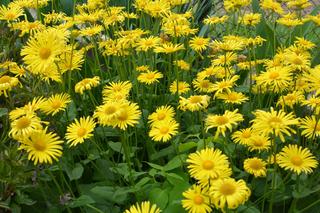 Żółte kwiaty ogrodowe – te rośliny kwitną w ogrodzie na żółto! Nazwy żółtych kwiatów
