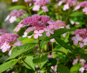 Hortensja piłkowana - Hydrangea serrata
