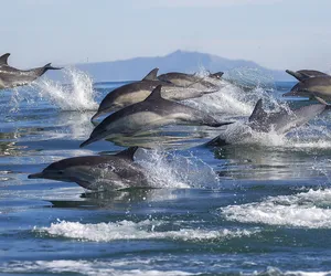 Wojna w Ukrainie. Delfinom z Morza Czarnego grozi wyginięcie – alarmują naukowcy i naukowczynie