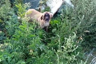 Farma grozy pod Lidzbarkiem. „Z miłości do zwierząt zgotowali im piekło”