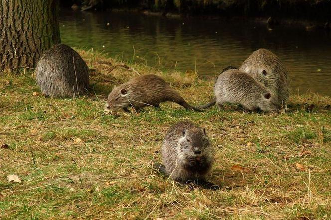 Nutrie nad rybnicką Nacyną