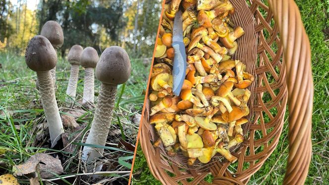 Sezon grzybowy na Dolnym Śląsku rozpoczęty. Gdzie znaleźć kanie, borowiki i koźlarze?