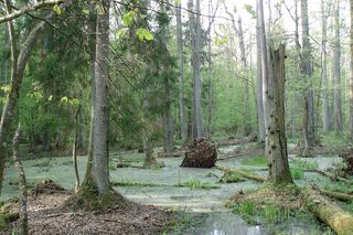 Puszcza Białowieska