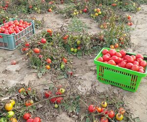 Samozbiory pomidorów na plantacji w Niewirkowie cieszą się powodzeniem