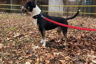 Porzucili psiaka w walentynki i złamali mu serce. Obrońcy zwierząt nazwali go Amor