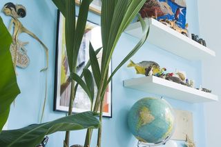 Kokos właściwy = Palma kokosowa - Cocos nucifera