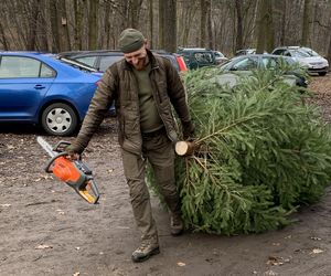 Choinki prosto z lasu w Będzinie Grodźcu