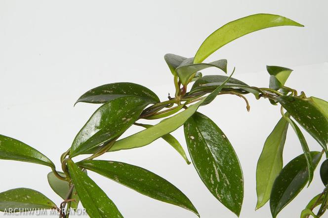 Hoja