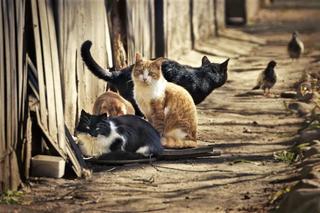 Rekordowa liczba kotów w Schronisku dla bezdomnych zwierząt w Szczecnie