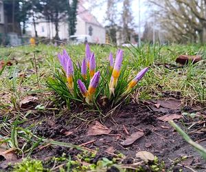 Pierwsze krokusy na Jasnych Błoniach