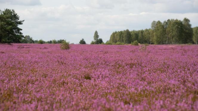 Kwitnące wrzosowiska pod Bornem Sulinowem