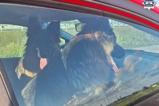 Policjantka z Częstochowy uratowała psy na S5