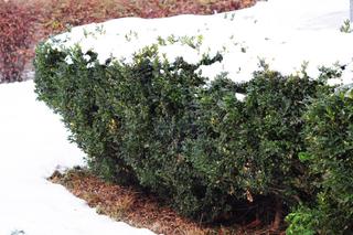 Rośliny zimozielone zimą