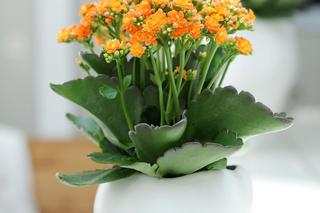 fot5_kalanchoe.jpg