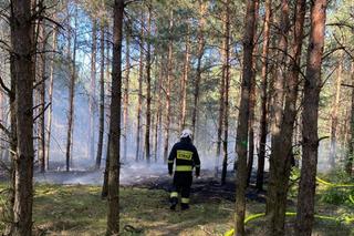 Patrole społeczne po pożarze. Na Toruńskim Wrzosowisku wciąż nerwowo