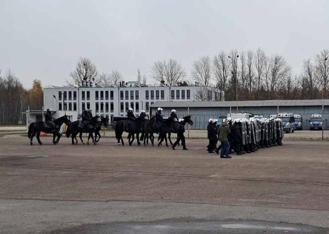 Atestacja koni służących w łódzkiej policji i straży miejskiej