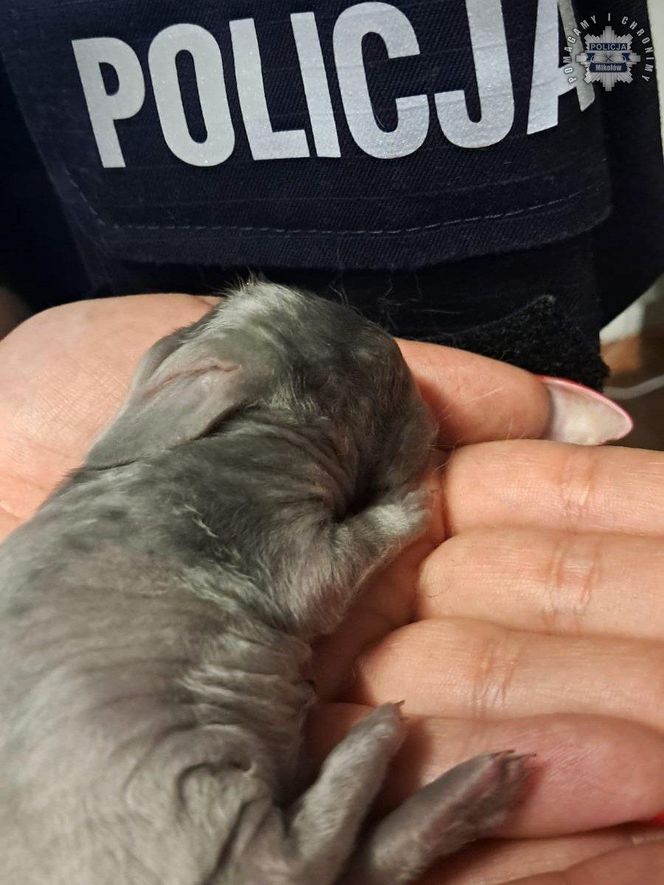 Malutkie króliczki porzucone przy cmentarzu na pewną śmierć. To, co się stało później, wzrusza do łez