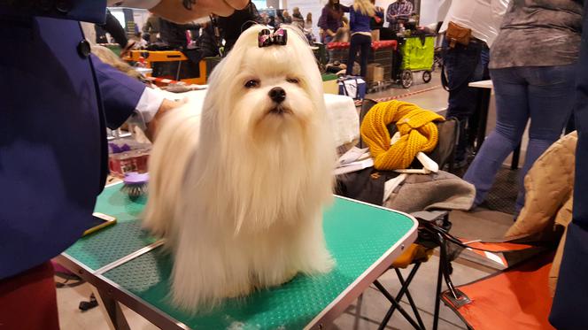 EXPO SILESIA DOG SHOW 2017