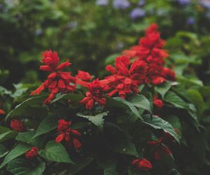 Które kwiaty kwitną przez całe lato