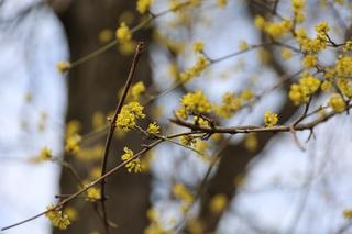 W Ogrodzie Saskim w Lublinie widać już wiosnę? Szukaliśmy jej oznak