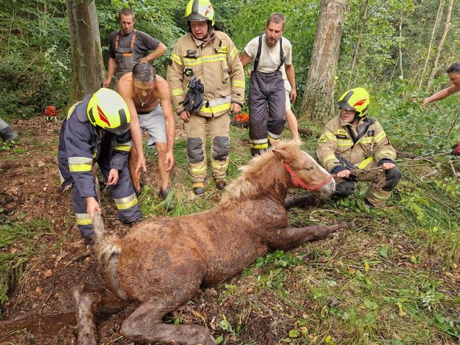 Nietypowe interwencje służb. Strażacy-ochotnicy uratowali stado koni, a strażnicy miejscy sarenki