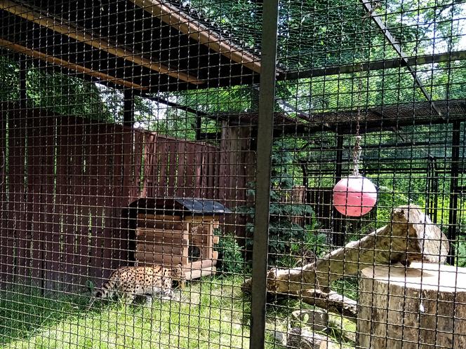 Śląski Ogród Zoologiczny ma nowego lokatora! To 14-miesięczna samica Serwala [ZDJĘCIA, AUDIO]