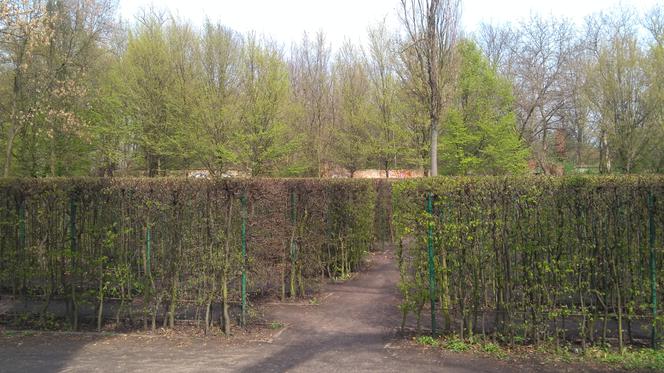 Labirynt w parku na Brochowie 