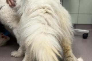 Diva walczy żeby nie umrzeć z głodu