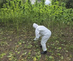 Gigantyczne plantacje marihuany w Starachowicach i Brodach