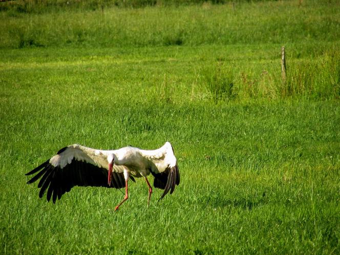 Podlaska fauna