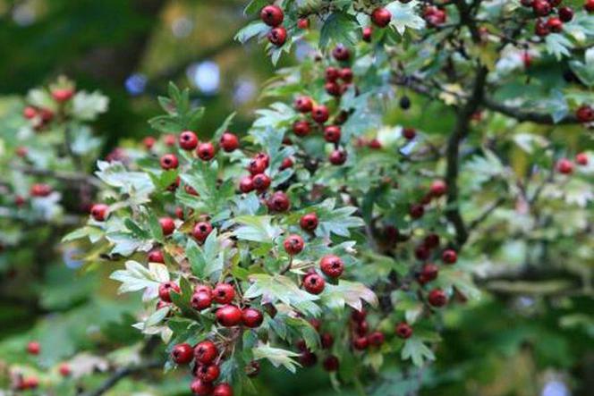 Żywopłot. Rośliny na kłujący żywopłot - głóg jednoszyjkowy