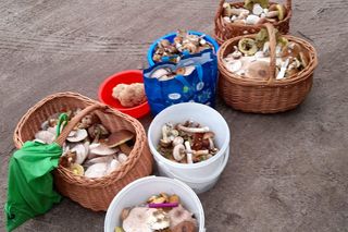   Masa grzybów w lasach Warmii i Mazur. Nasi Czytelnicy chwalą się zbiorami! Zobacz zdjęcia