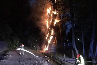 Pożar pomnika przyrody na Ursynowie. 600 letnie drzewo może się zawalić