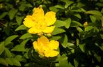 Dziurawiec 'Hidcote'